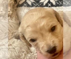 Poodle (Miniature) Puppy for sale in LUTZ, FL, USA