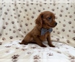 Small #1 Cavapoo (Miniature)