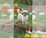Small #6 Shih Tzu