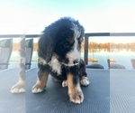 Puppy Feather Bernedoodle