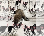 Puppy Blue Cane Corso