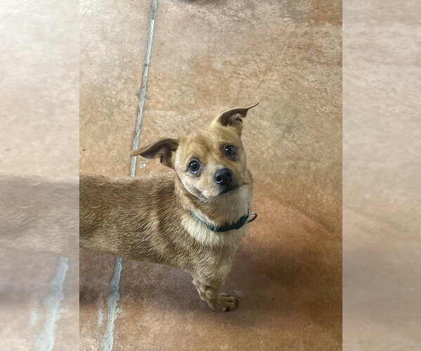 Medium Photo #1 Chiweenie Puppy For Sale in Bolivar, MO, USA