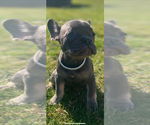 Small #1 French Bulldog