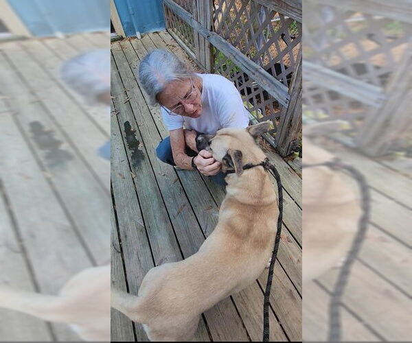 Medium Photo #12 Siberian Husky-Unknown Mix Puppy For Sale in Murfreesboro, NC, USA