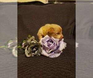 Dachshund Puppy for sale in DUNLAP, TN, USA