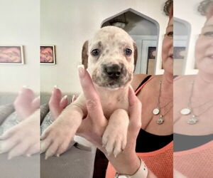 American Staffordshire Terrier-Unknown Mix Dogs for adoption in Brewster, NY, USA