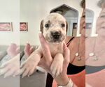 Small American Staffordshire Terrier Mix