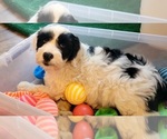 Small Photo #9 Portuguese Water Dog Puppy For Sale in MURFREESBORO, TN, USA