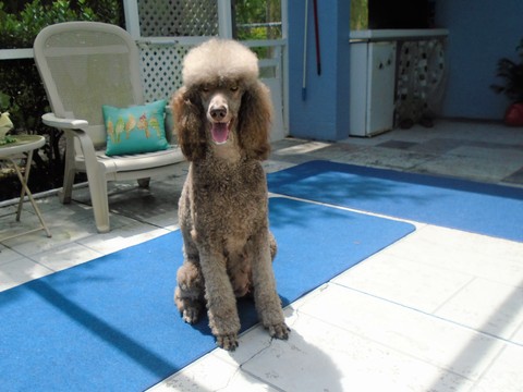 Medium Photo #1 Poodle (Standard) Puppy For Sale in SPRING HILL, FL, USA