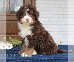Small #3 Bernedoodle (Miniature)