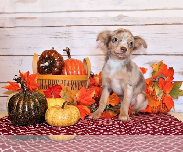 Medium Photo #1 Chihuahua Puppy For Sale in CHARLESTON, AR, USA