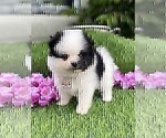 Small #16 Pomeranian
