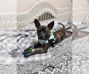American Staffordshire Terrier-Unknown Mix Dogs for adoption in Oakhurst, NJ, USA