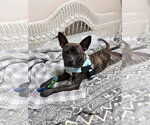 Small American Staffordshire Terrier Mix