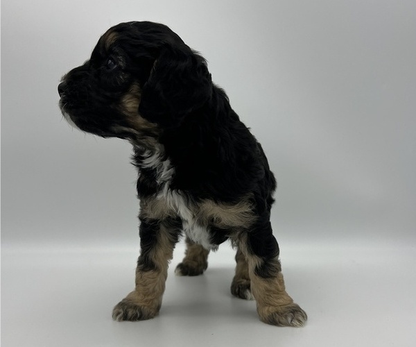 Medium Photo #7 Cock-A-Poo Puppy For Sale in SOUTH BOSTON, VA, USA