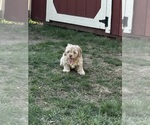 Small #2 Cockapoo (Miniature)