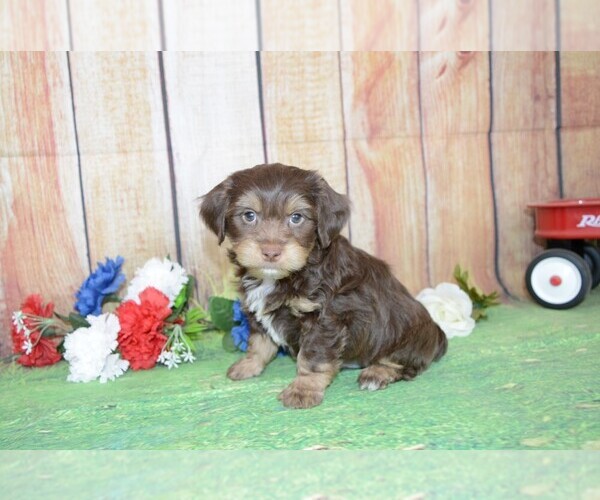 Medium Photo #2 Poovanese Puppy For Sale in LAKE BENTON, MN, USA