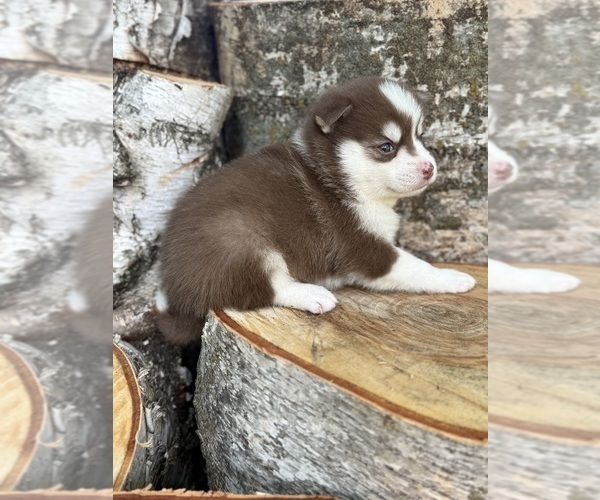 Medium Photo #24 Pomsky Puppy For Sale in STAPLES, MN, USA