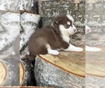 Small #23 Pomsky
