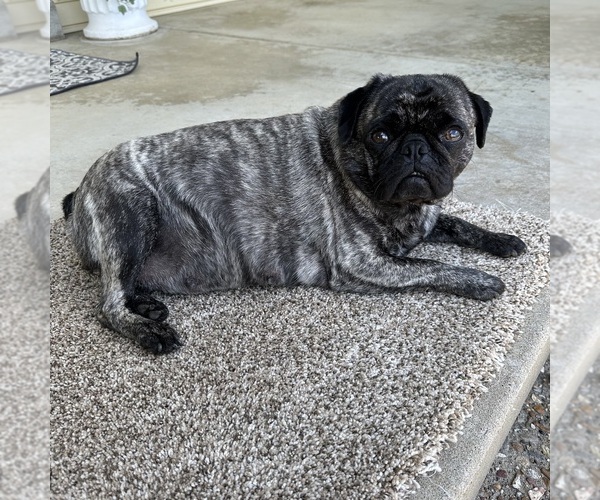 Medium Photo #1 Pug Puppy For Sale in TROY, MO, USA
