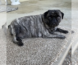 Mother of the Pug puppies born on 04/25/2025