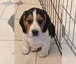 Puppy Dexter Beagle