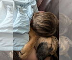 Small #2 Mutt