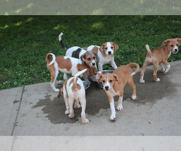 Medium Photo #6 Beagle-Unknown Mix Puppy For Sale in Aurora, IN, USA