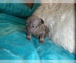 Small #5 French Bulldog
