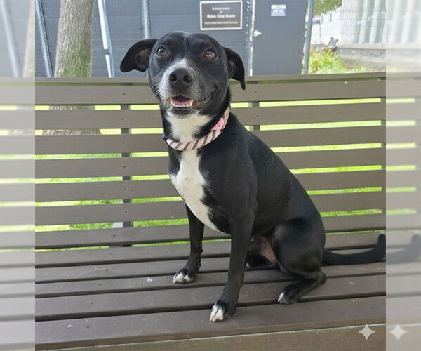 Medium Photo #2 American Pit Bull Terrier-Unknown Mix Puppy For Sale in Long Beach, CA, USA