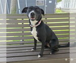 Small #1 American Pit Bull Terrier Mix