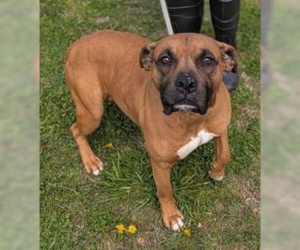 Medium Photo #2 Boxer-Unknown Mix Puppy For Sale in Rockaway, NJ, USA