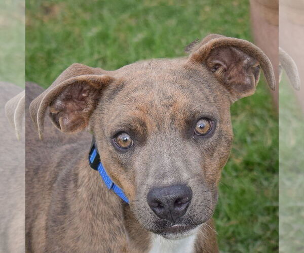 Medium Photo #1 American Staffordshire Terrier-Mountain Cur Mix Puppy For Sale in Huntley, IL, USA