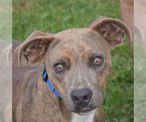 American Staffordshire Terrier-Mountain Cur Mix Dogs for adoption in Huntley, IL, USA