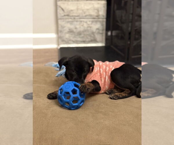 Medium Photo #2 Mutt Puppy For Sale in Evansville, IN, USA