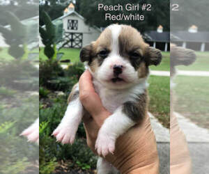 Pembroke Welsh Corgi Puppy for Sale in OCALA, Florida USA