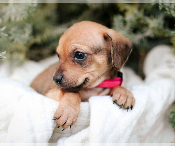 Medium Photo #7 Chiweenie Puppy For Sale in Corona, CA, USA