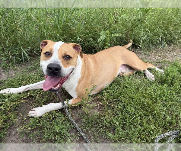 Medium Photo #5 Mutt Puppy For Sale in Bemidji, MN, USA