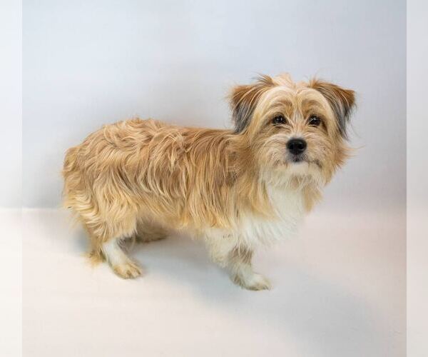 Medium Photo #2 Shih Tzu-Unknown Mix Puppy For Sale in Kennesaw, GA, USA