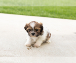 Small #1 Shih Tzu