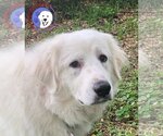 Small Photo #25 Great Pyrenees Puppy For Sale in Spring, TX, USA