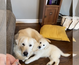Mother of the Golden Retriever puppies born on 06/13/2025