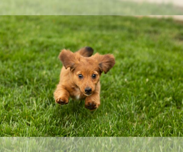 Medium Photo #6 Dachshund Puppy For Sale in BREMEN, IN, USA