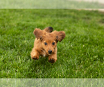 Small #5 Dachshund