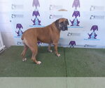 Small Boxer Mix