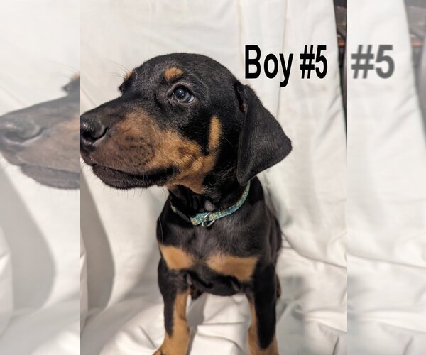 Medium Photo #5 Doberman Pinscher Puppy For Sale in FLINT, TX, USA