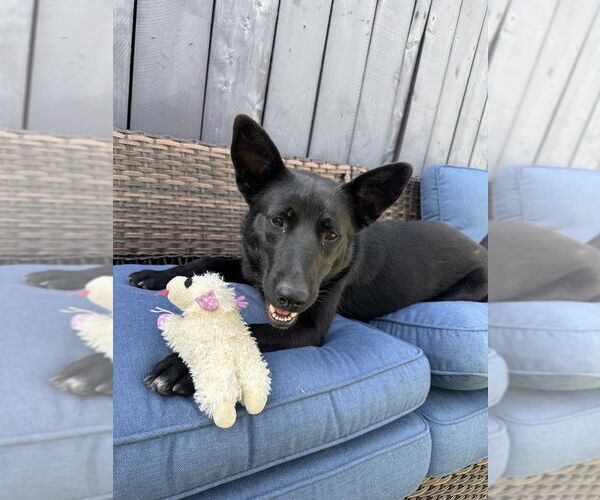 Medium Photo #13 German Shepherd Dog-Siberian Husky Mix Puppy For Sale in San Diego , CA, USA