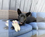 Small #12 German Shepherd Dog-Siberian Husky Mix