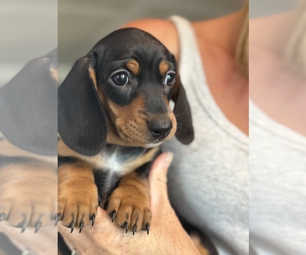 Medium Photo #2 Dachshund Puppy For Sale in NAPA, CA, USA