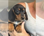 Small #1 Dachshund